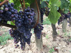 pyrenees_grapes - 1